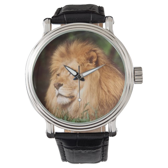 Reloj De Pulsera León macho adulto (Anverso)
