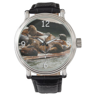 Reloj De Pulsera Leones marinos al sol en San Francisco