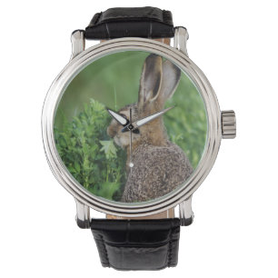 Reloj De Pulsera Liebre europea, Lepus europaeus, joven comiendo,