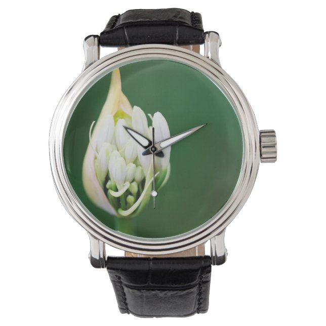 Reloj De Pulsera Lily africana, Agapanthus Praecox, Ciudad del Cabo (Anverso)