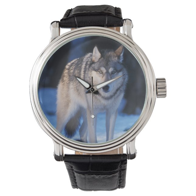 Reloj De Pulsera lobo gris, Canis lupus, en las estribaciones (Anverso)