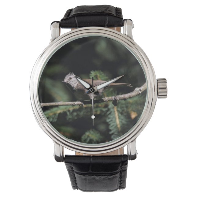 Reloj De Pulsera Lophophanes cristatus (Anverso)
