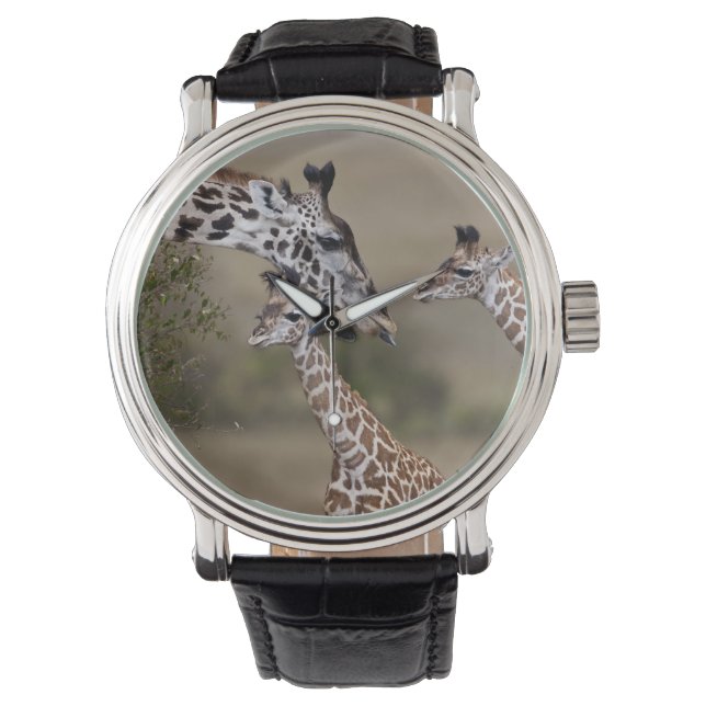 Reloj De Pulsera Maasai Giraffe (Giraffe Tippeleluchi) (Anverso)
