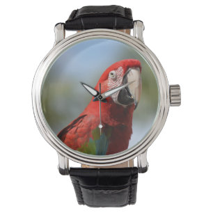 Reloj De Pulsera Macaw del rojo del escarlata