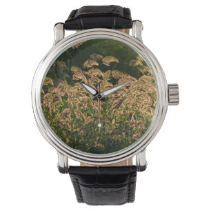 Reloj De Pulsera Mijo Silvestre (Panicum Sp.) Creciendo En Humedal