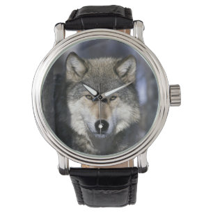 Reloj De Pulsera Norteamérica, EE. UU., Minnesota. Lobo Canis