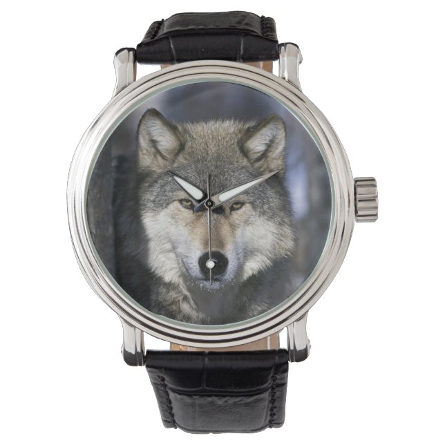 Reloj De Pulsera Norteamérica, EE. UU., Minnesota. Lobo Canis (Anverso)
