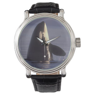 Reloj De Pulsera Orca asesina (Orca orcinus) espiando cerca