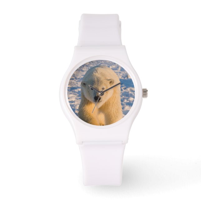 Reloj De Pulsera oso polar, Ursus maritimus, oso polar sobre hielo (Anverso)