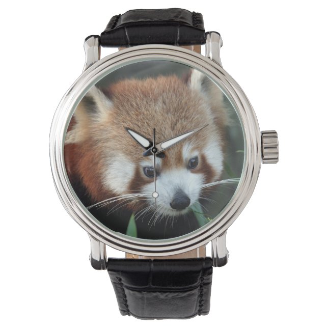 Reloj De Pulsera Panda rojo, Taronga Zoo, Sydney, Australia (Anverso)