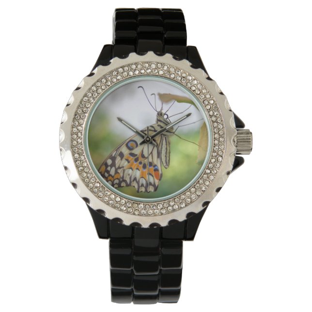 Reloj De Pulsera Papilio demoleus (Anverso)