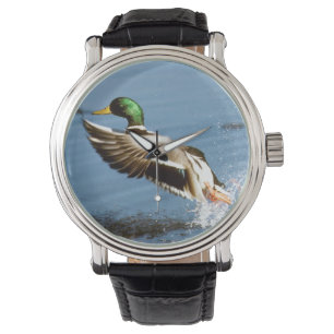 Reloj De Pulsera Pato de Drake del pato silvestre