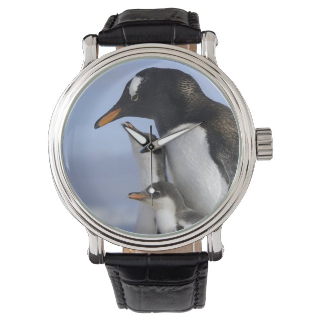 Reloj De Pulsera Península Antártica, Puerto Neko, Gentoo (Anverso)