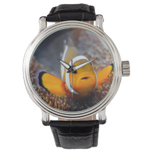 Reloj De Pulsera Pescados tropicales del filón - Clownfish