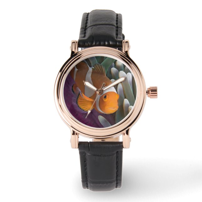 Reloj De Pulsera Pez payaso occidental de anémona (Anverso)