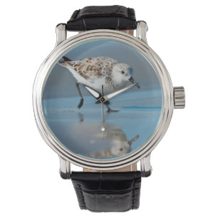 Reloj De Pulsera Playero Arenero (Calidris Alba) Alimentándose en P