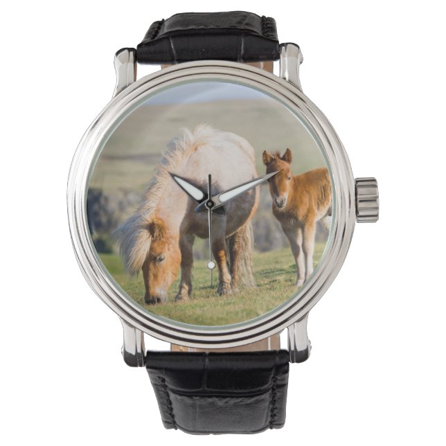 Reloj De Pulsera Pony De Shetland En Pastelería Cerca De Altos Acan (Anverso)
