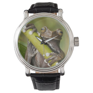 Reloj De Pulsera Rana de árbol Tapichalaca cautiva Hyloscirtus