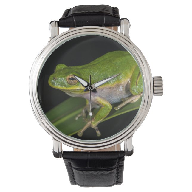 Reloj De Pulsera Rana verde (Hyla cinerea) 2 (Anverso)