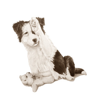 Reloj De Pulsera retrato de perro pintura de un lindo collie de fro