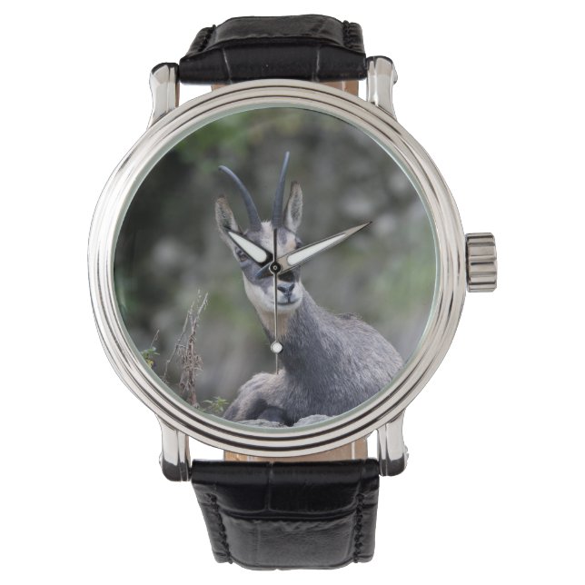 Reloj De Pulsera Rupicapra rupicapra (Anverso)