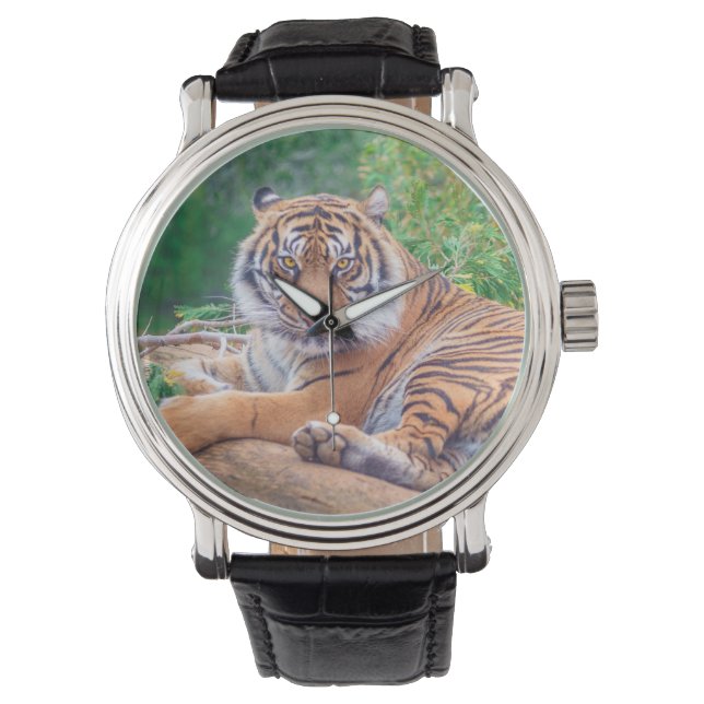 Reloj De Pulsera Stunning Reclining Tiger Photograph (Anverso)