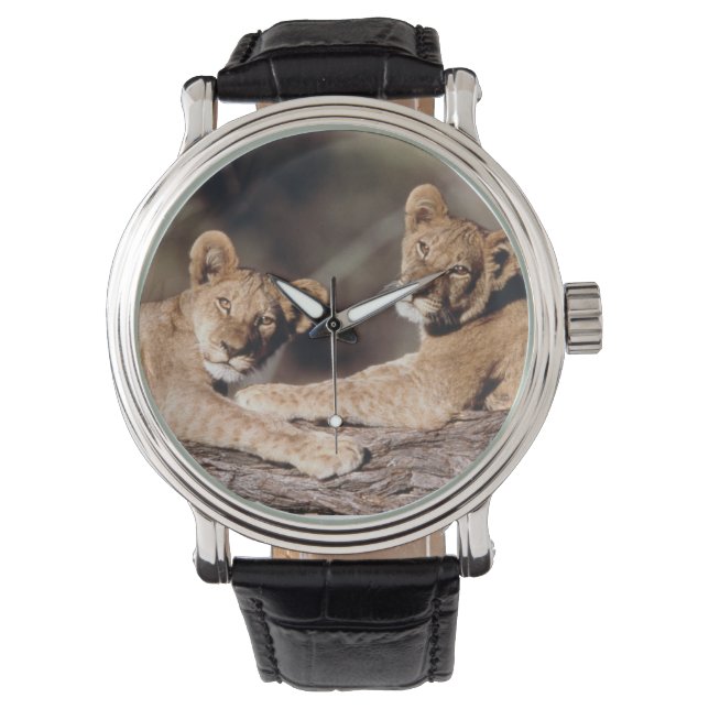 Reloj De Pulsera Sudáfrica, cachorros de león (Anverso)