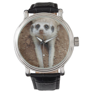 Reloj De Pulsera Suricata (Suricata suricatta) refrescándose