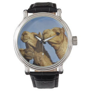 Reloj De Pulsera Trío de camellos, mercado de camellos, El Cairo, E