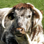 RELOJ DE PULSERA VACA<br><div class="desc">Diseño fotográfico de una vaca Longhorn inglesa de raza marrón y blanca de ganado vacuno.</div>