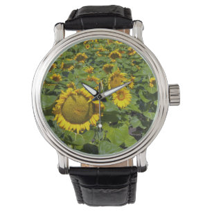 Reloj De Pulsera WA, Condado de Kittitas, Campo de Girasoles
