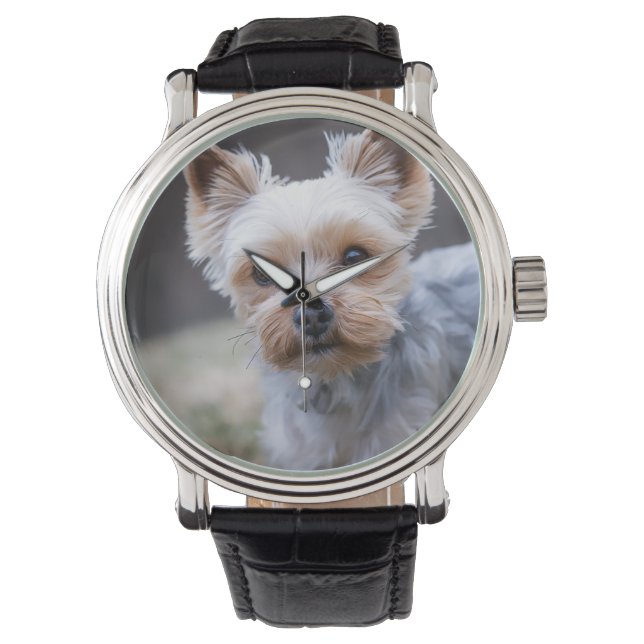 Reloj De Pulsera Yorkshire terrier, perro, Mascota (Anverso)