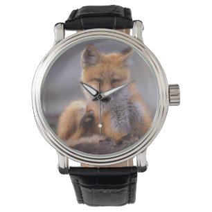 Reloj De Pulsera zorro rojo, Vulpes vulpes, cachorro rascándose,