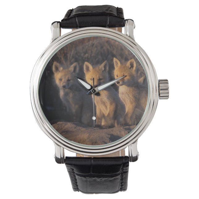 Reloj De Pulsera zorro rojo, Vulpes vulpes, crías (Anverso)