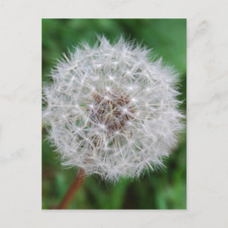 reloj de tarjeta Dandelion