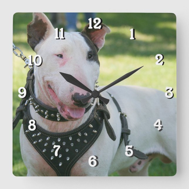 Reloj del cuadrado del perro de bull terrier (Anverso)