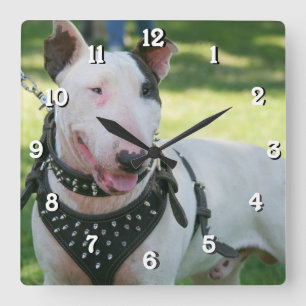 Reloj del cuadrado del perro de bull terrier
