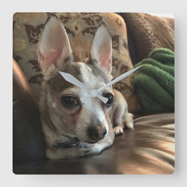Reloj del muro de los perros Chihuahua (Anverso)