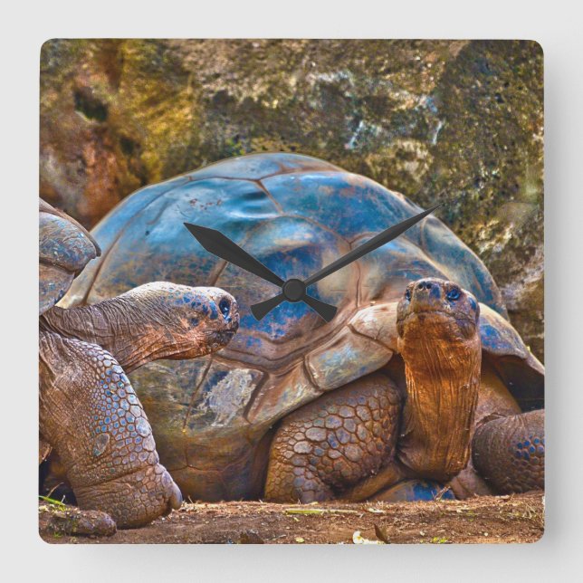 Reloj del muro de tortugas del reptil Galápagos (Anverso)