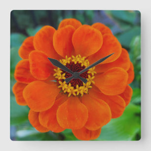 Reloj del naranja floral de Zambia