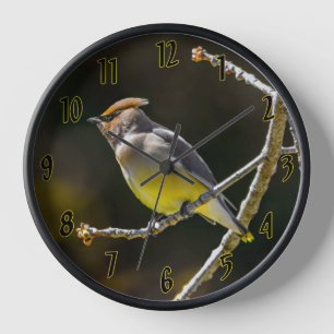 Reloj Foto Original de Ave Silvestre Bombycilla Cedrorum