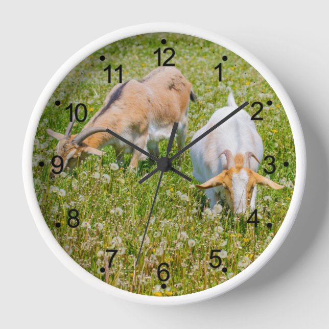 Reloj Granjas de cabras Animales Ronda Blanco (Anverso)