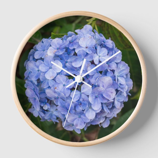 Reloj Hortensia macrophylla (Anverso)