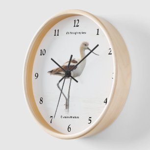 Reloj Impresionante ave aguacate estadounidense recorrie