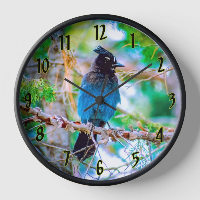 Reloj Jay de Steller - Fotografía original (Anverso)