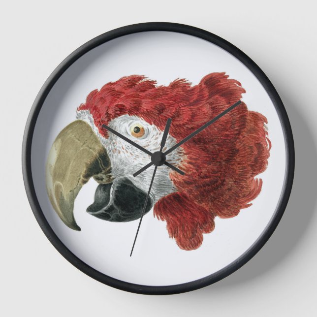 Reloj Jefe de una Macaw (1725-1792) Aert Schouman (Anverso)