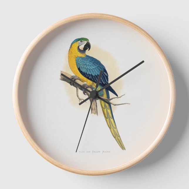 Reloj Macao azul y amarillo (Ara arauna) (Anverso)