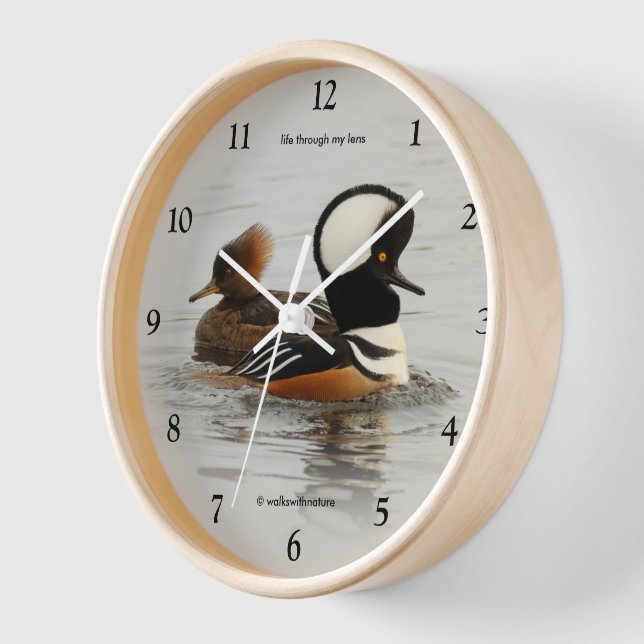 Reloj Merganser encapuchados: una pareja con una cresta  (Ángulo)
