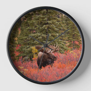 Reloj Moose De Toro De pie en Birch Enano Rojo