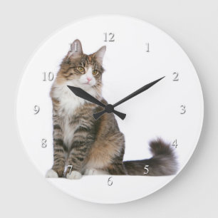 Reloj noruego del gato del bosque
